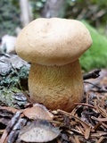 Tylopilus felleus image