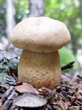 Tylopilus felleus image