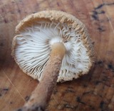 Cystolepiota petasiformis image