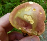 Baorangia bicolor image