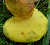 Baorangia bicolor image