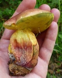Baorangia bicolor image