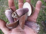 Tylopilus plumbeoviolaceus image