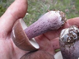 Tylopilus plumbeoviolaceus image
