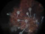 Polycephalomyces tomentosus image