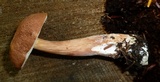 Austroboletus gracilis image