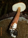 Austroboletus gracilis var. gracilis image
