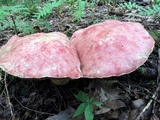 Boletus miniato-olivaceus image