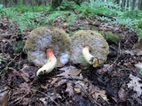 Boletus miniato-olivaceus image