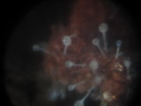 Polycephalomyces tomentosus image