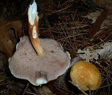 Austroboletus gracilis var. flavipes image