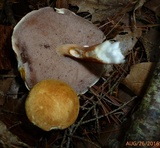 Austroboletus gracilis image