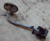 Pseudoomphalina angelesiana image