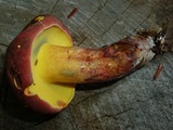 Baorangia bicolor image