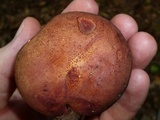 Baorangia bicolor image