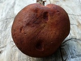 Baorangia bicolor image