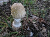 Amanita velatipes image