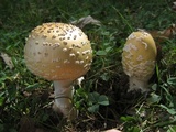 Amanita velatipes image