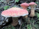 Suillus spraguei image