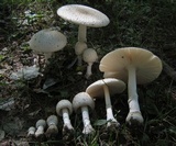 Amanita multisquamosa image
