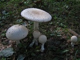 Amanita multisquamosa image