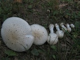 Amanita multisquamosa image