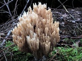 Ramaria stricta image