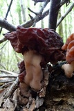 Image of Gyromitra antarctica
