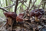 Gyromitra antarctica image
