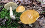 Leccinum longicurvipes image