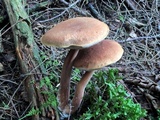 Austroboletus gracilis image