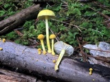 Cyptotrama chrysopepla image
