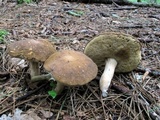 Xanthoconium affine image