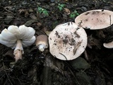 Echinoderma asperum image