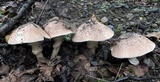 Echinoderma asperum image