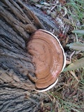 Ganoderma australe image