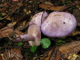 Cortinarius subfoetidus image