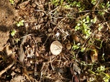 Geastrum floriforme image