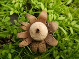 Geastrum floriforme image
