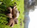 Geastrum floriforme image