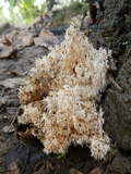 Hericium clathroides image