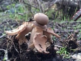 Geastrum fornicatum image