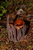 Alloclavaria purpurea image