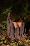 Alloclavaria purpurea image