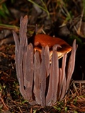 Alloclavaria purpurea image