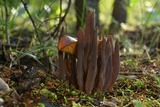 Alloclavaria purpurea image