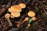 Cystoderma fallax image