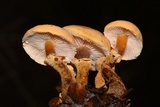 Cystoderma fallax image