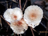 Gymnopus androsaceus image