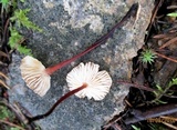 Gymnopus androsaceus image